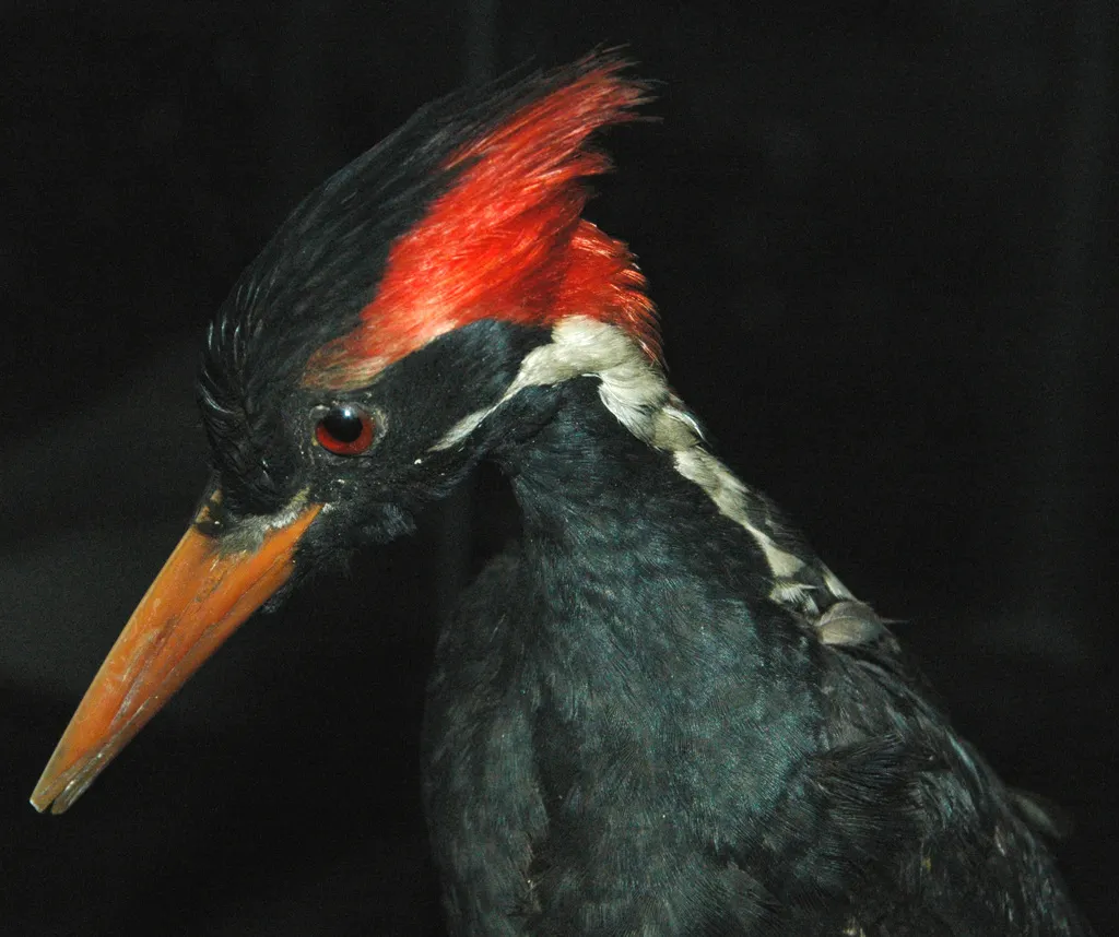 帝啄木鸟(Campephilus imperialis)