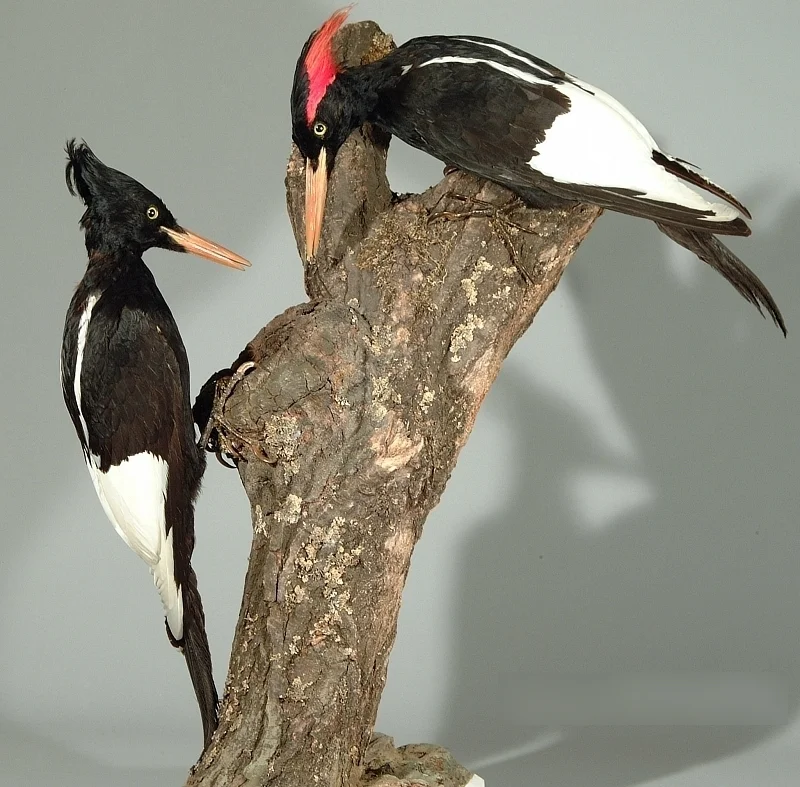 帝啄木鸟(Campephilus imperialis)