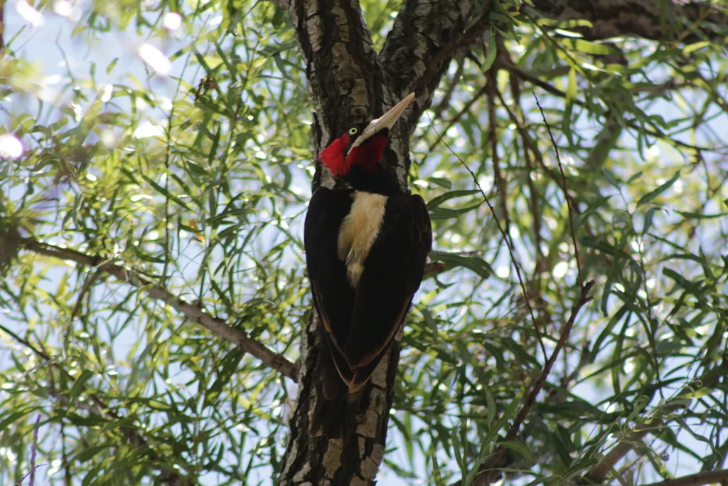 乳白背啄木鸟(Campephilus leucopogon)
