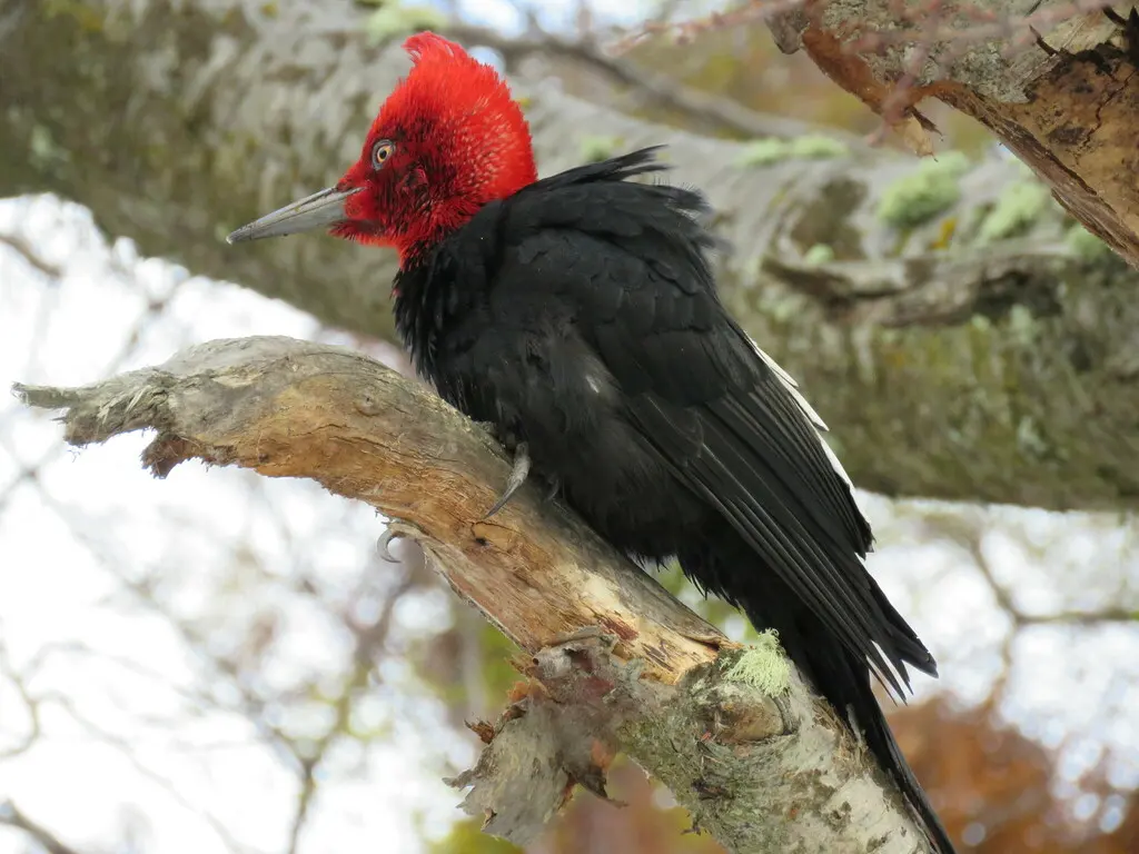阿根廷啄木鸟(Campephilus magellanicus)