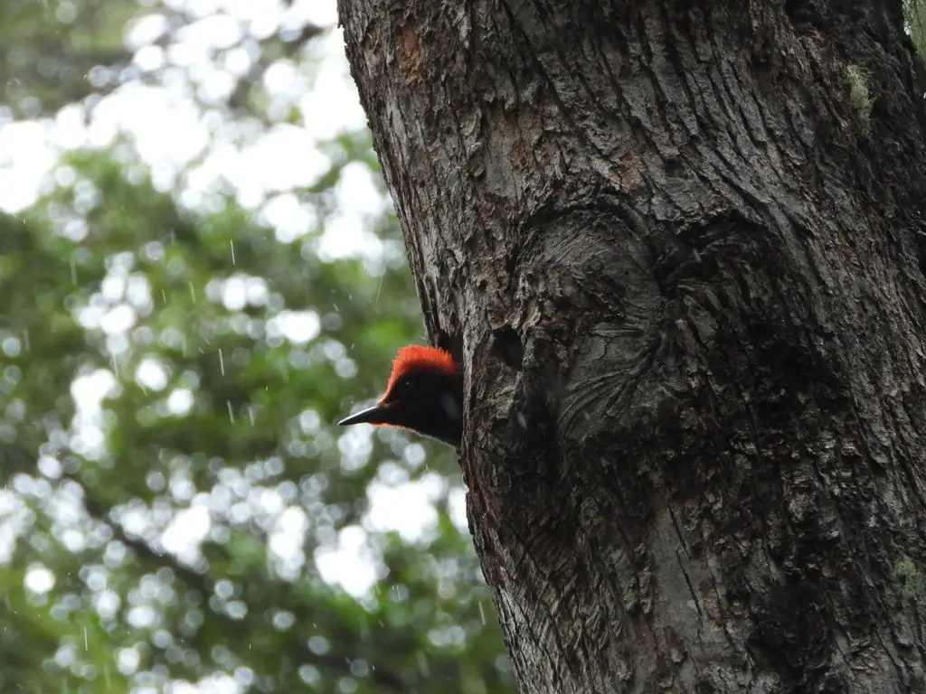 阿根廷啄木鸟(Campephilus magellanicus)