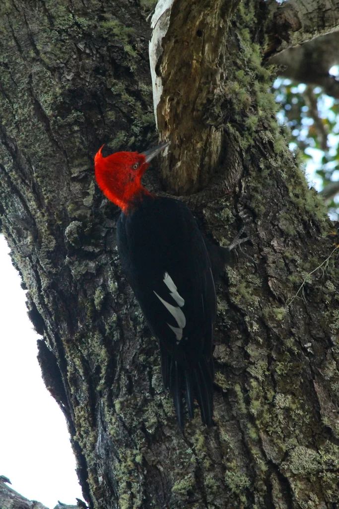 阿根廷啄木鸟(Campephilus magellanicus)