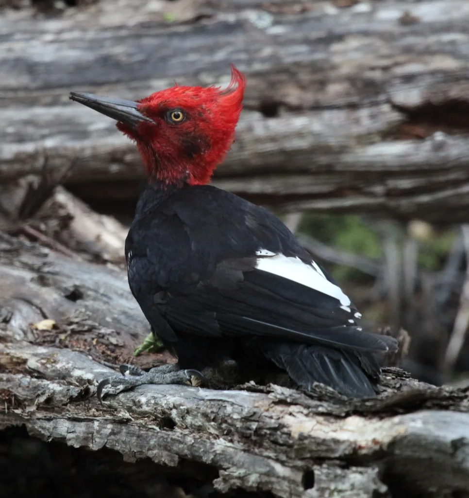 阿根廷啄木鸟(Campephilus magellanicus)