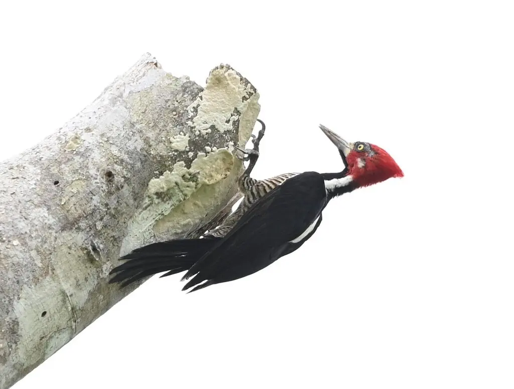 朱冠啄木鸟(Campephilus melanoleucos)