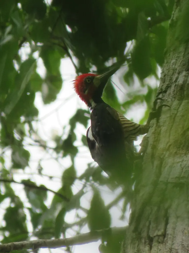 朱冠啄木鸟(Campephilus melanoleucos)