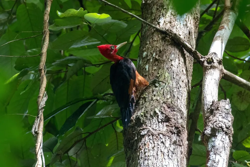红颈啄木鸟(Campephilus rubricollis)