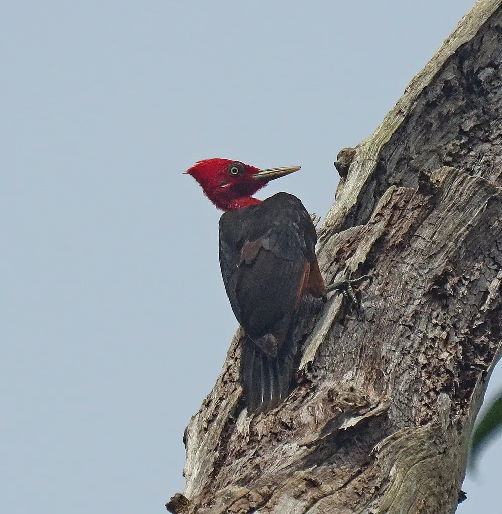 红颈啄木鸟(Campephilus rubricollis)