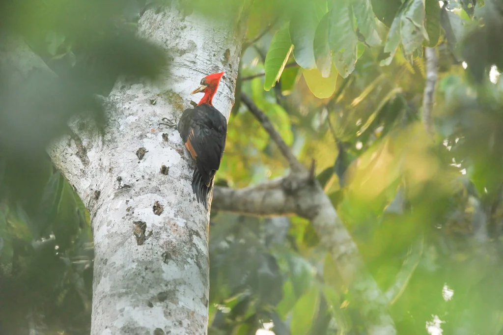 红颈啄木鸟(Campephilus rubricollis)