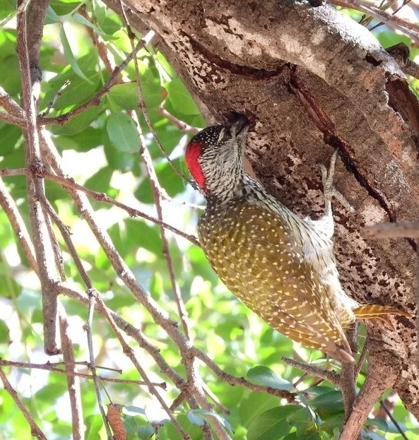 金尾啄木鸟(Campethera abingoni)
