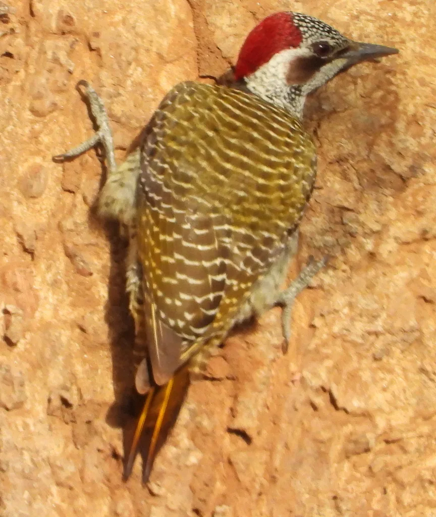 班氏啄木鸟(Campethera bennettii)