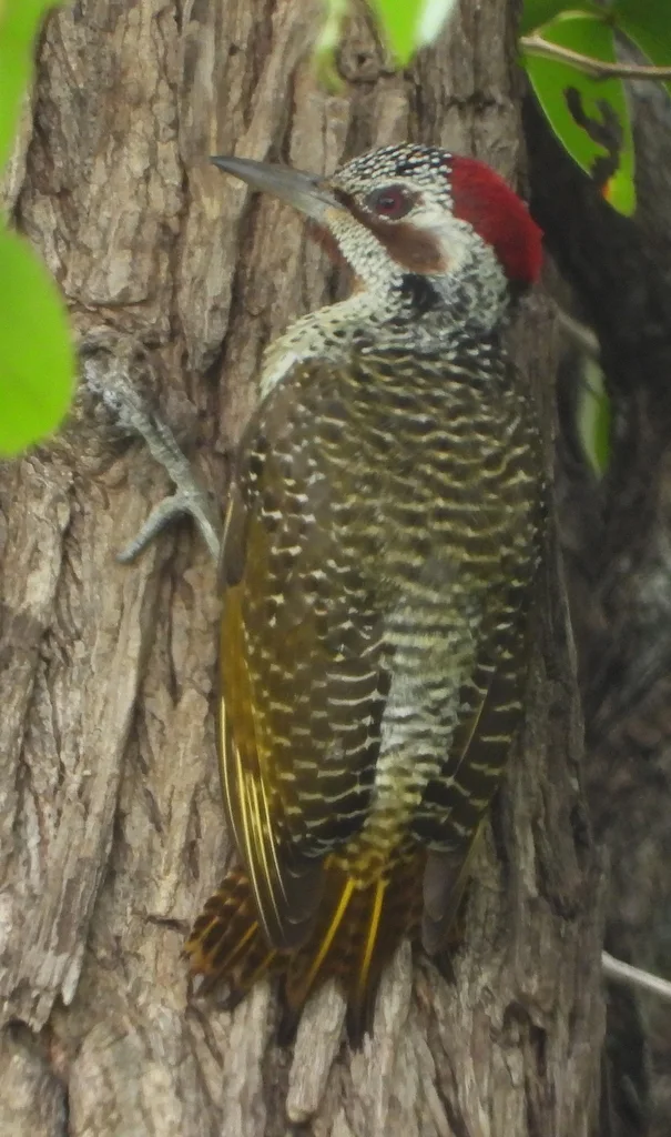 班氏啄木鸟(Campethera bennettii)