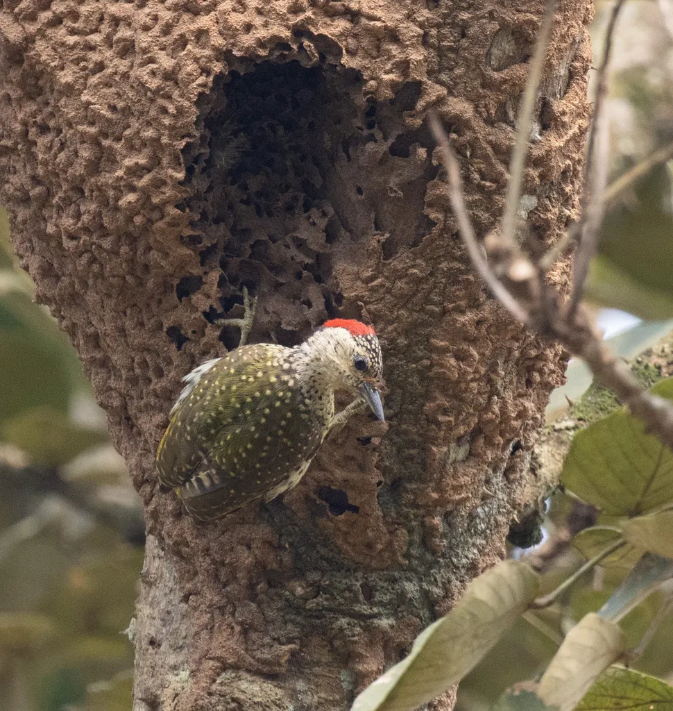 小绿啄木鸟(Campethera maculosa)