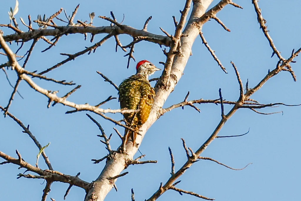 小绿啄木鸟(Campethera maculosa)