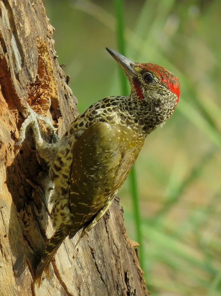 南非啄木鸟(Campethera notata)