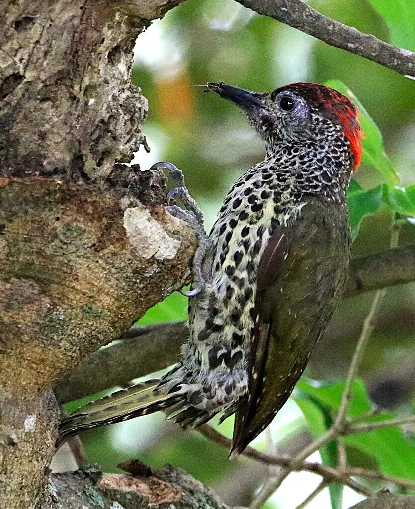 南非啄木鸟(Campethera notata)