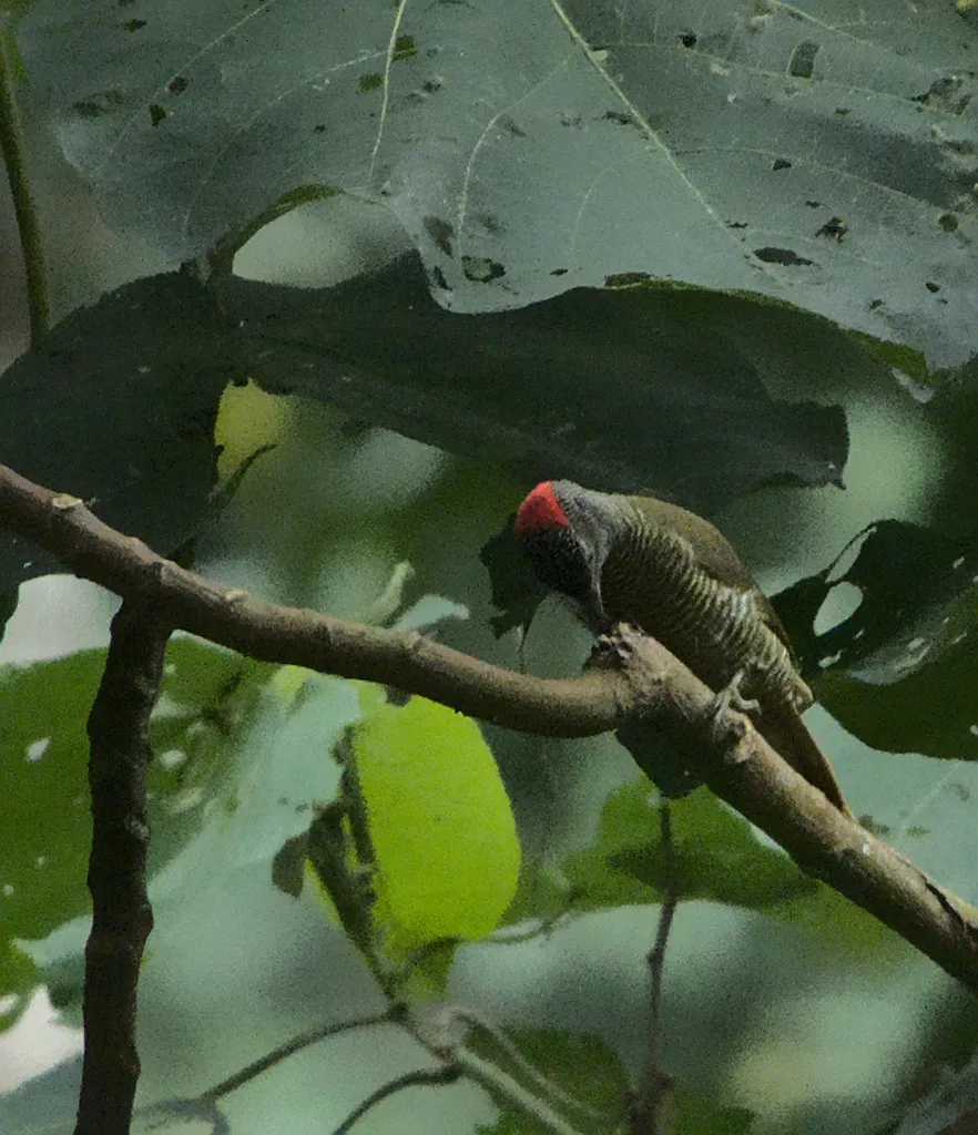绿背斑啄木鸟(Campethera taeniolaema)