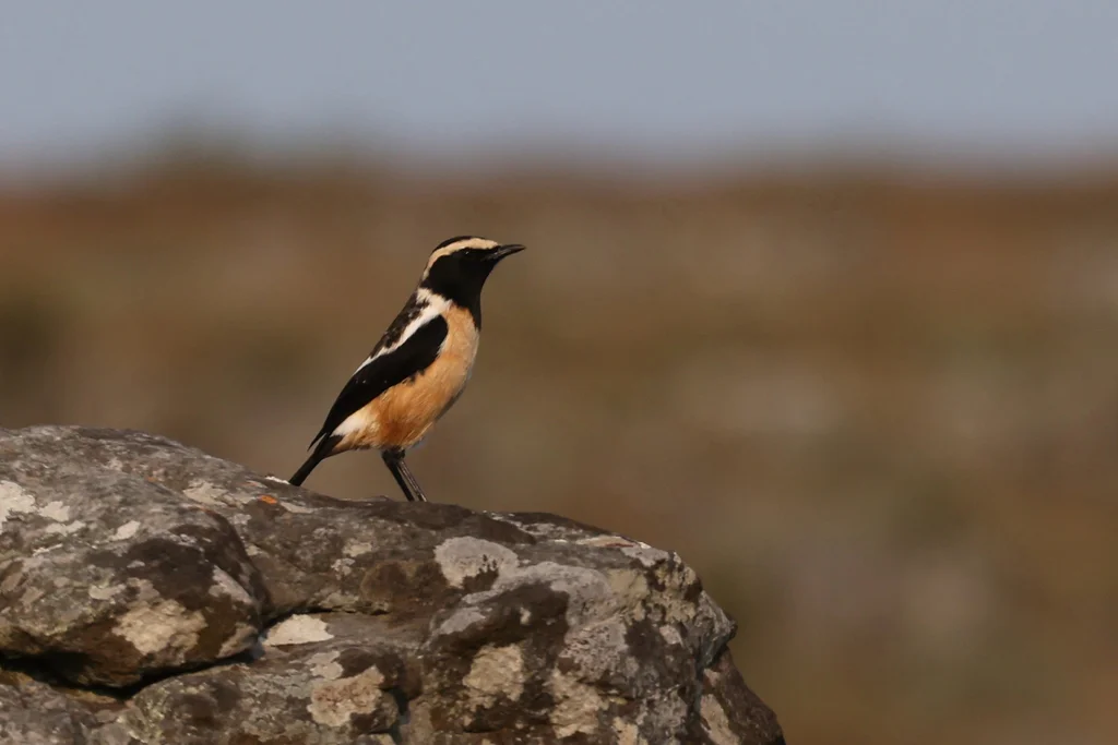 黄纹石䳭(Campicoloides bifasciatus)
