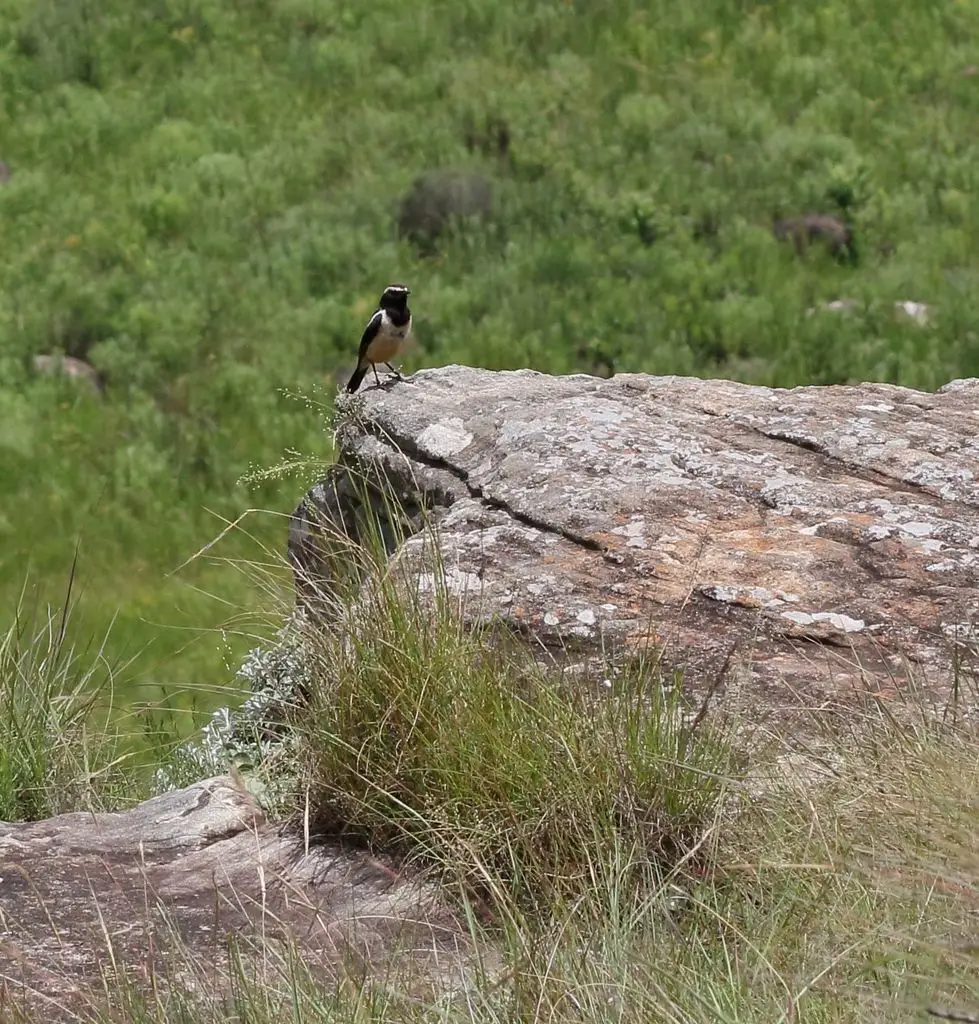 黄纹石䳭(Campicoloides bifasciatus)