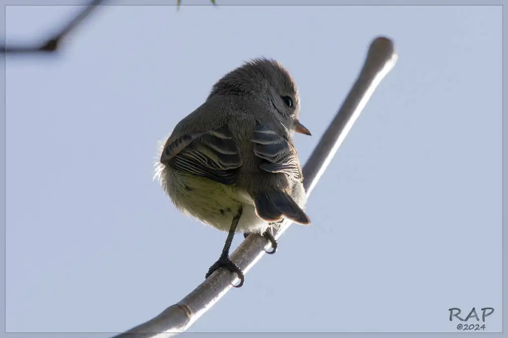 南无须小霸鹟(Camptostoma obsoletum)