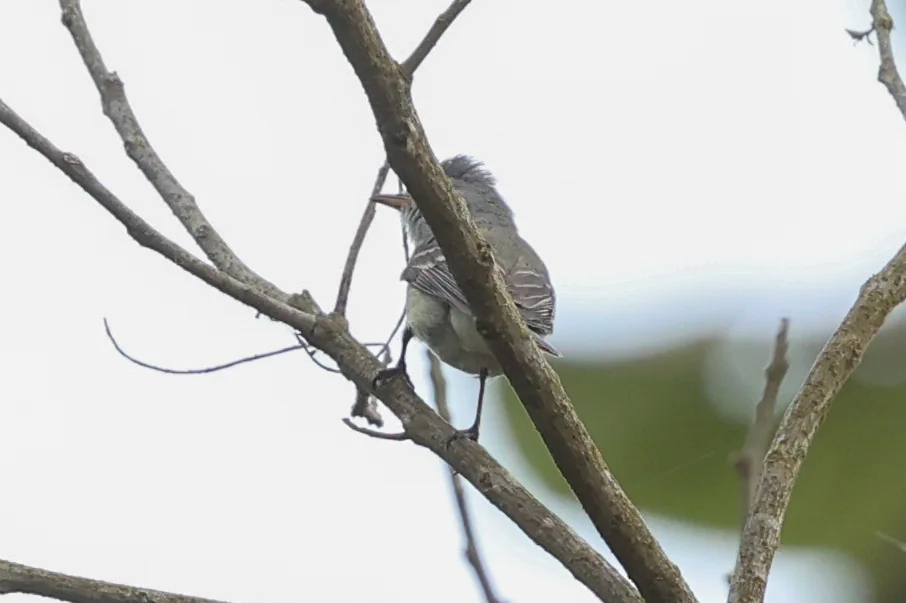 南无须小霸鹟(Camptostoma obsoletum)