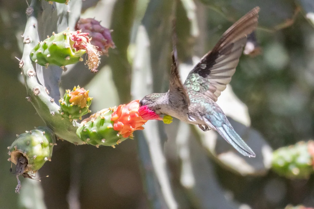 干旱林刀翅蜂鸟（Campylopterus calcirupicola）