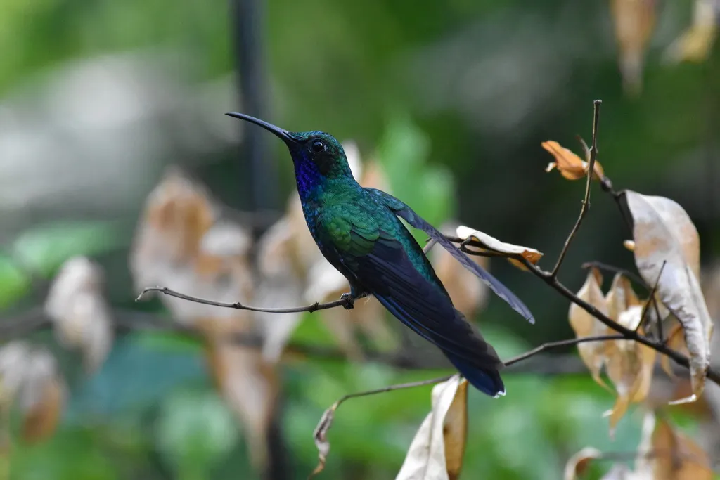 白尾刀翅蜂鸟(Campylopterus ensipennis)