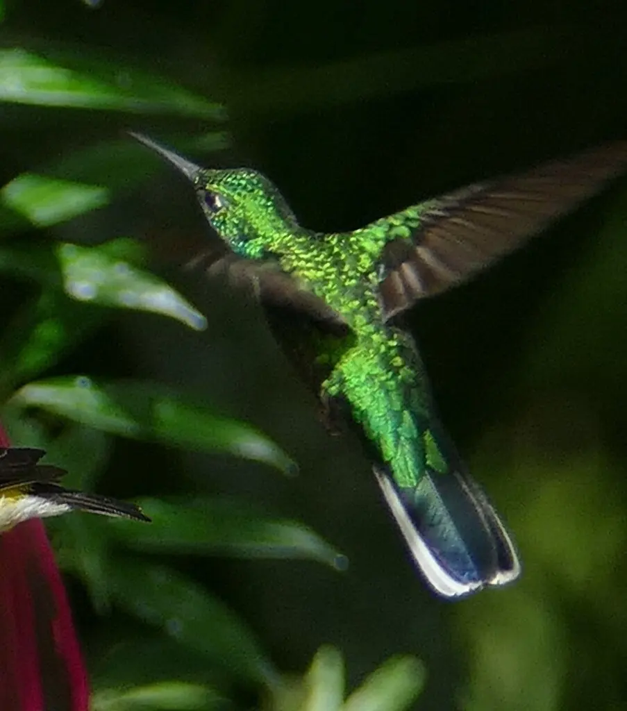白尾刀翅蜂鸟(Campylopterus ensipennis)