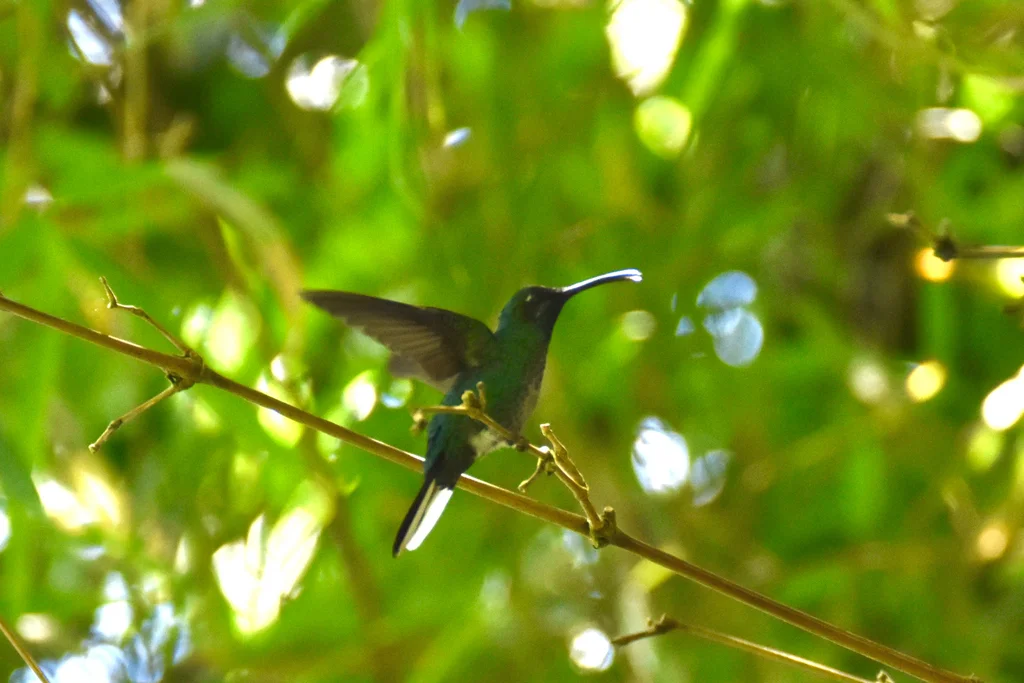 白尾刀翅蜂鸟(Campylopterus ensipennis)