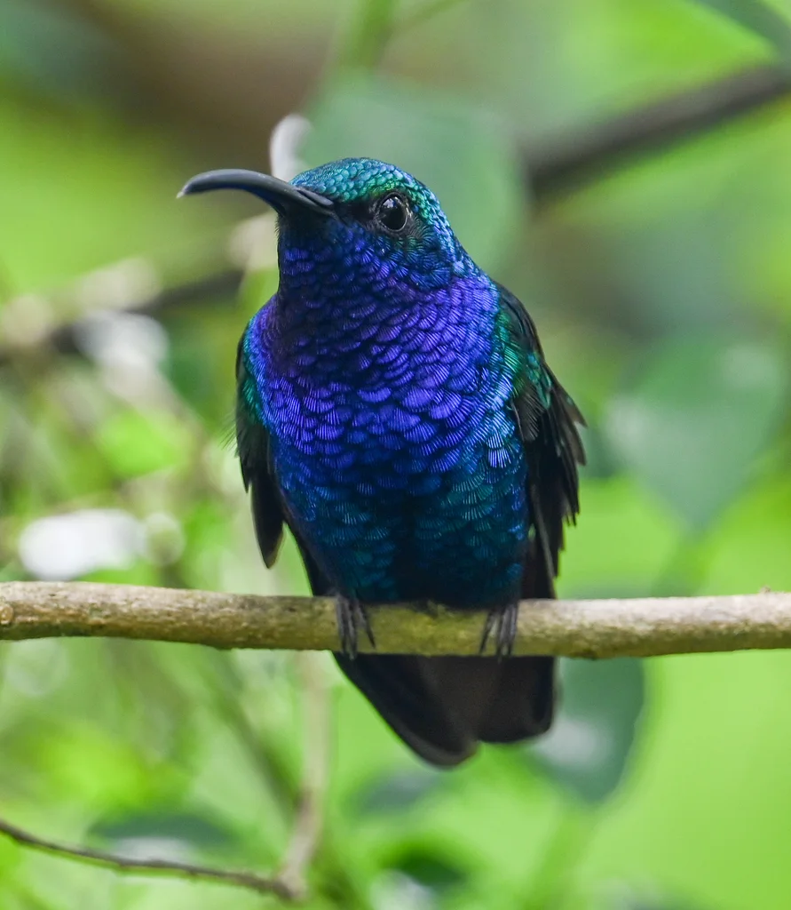 棕尾刀翅蜂鸟(Campylopterus falcatus)