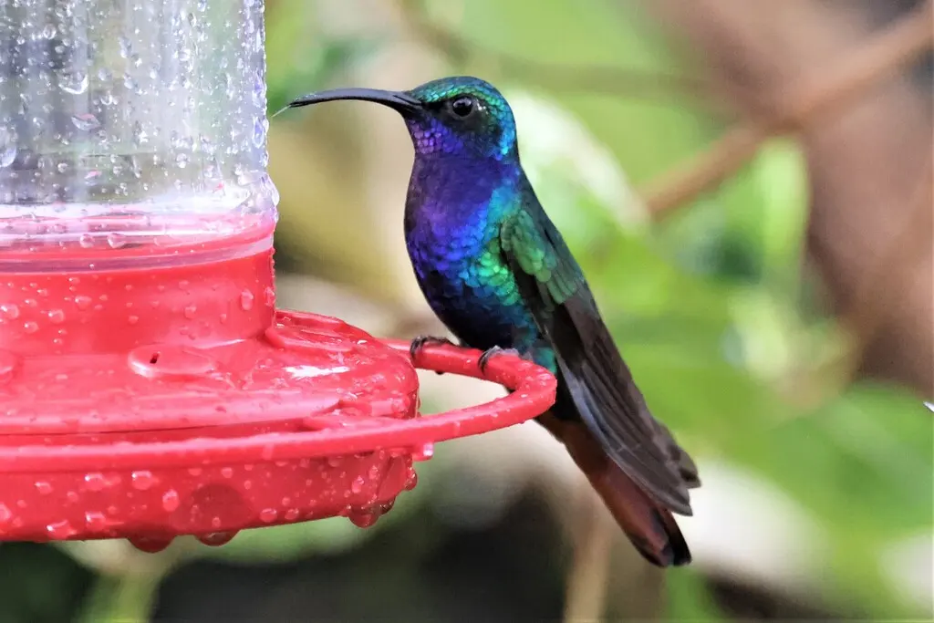 棕尾刀翅蜂鸟(Campylopterus falcatus)