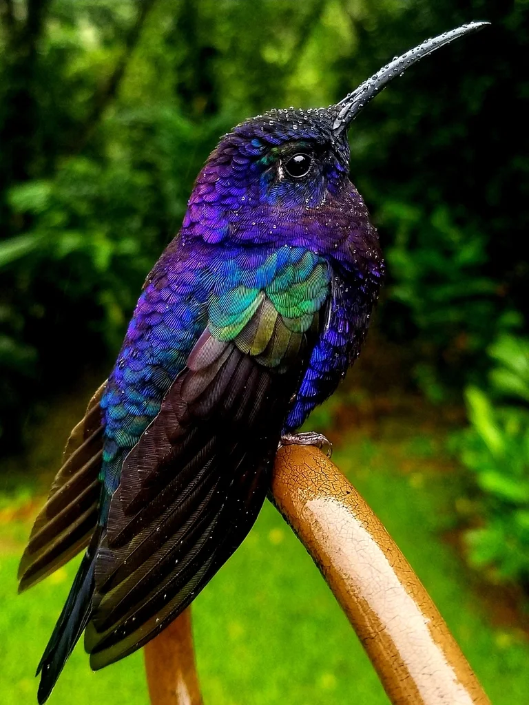 紫刀翅蜂鸟(Campylopterus hemileucurus)