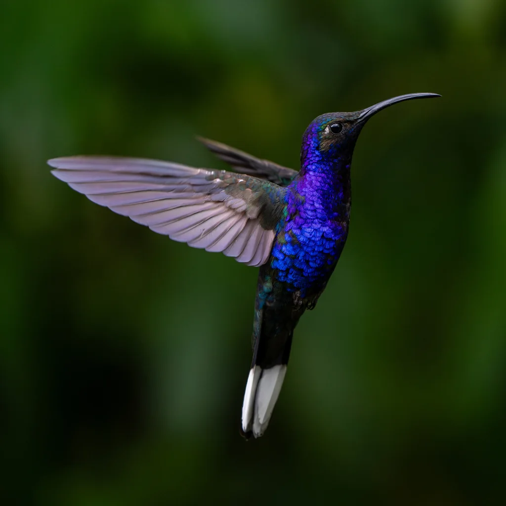 紫刀翅蜂鸟(Campylopterus hemileucurus)