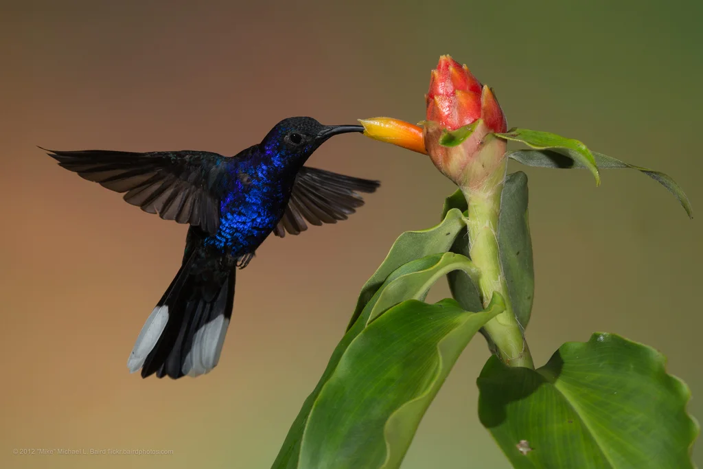 紫刀翅蜂鸟(Campylopterus hemileucurus)