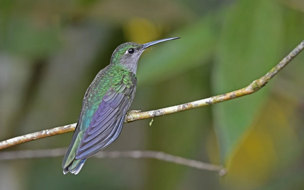 灰胸刀翅蜂鸟(Campylopterus largipennis)