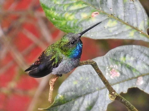 那波刀翅蜂鸟