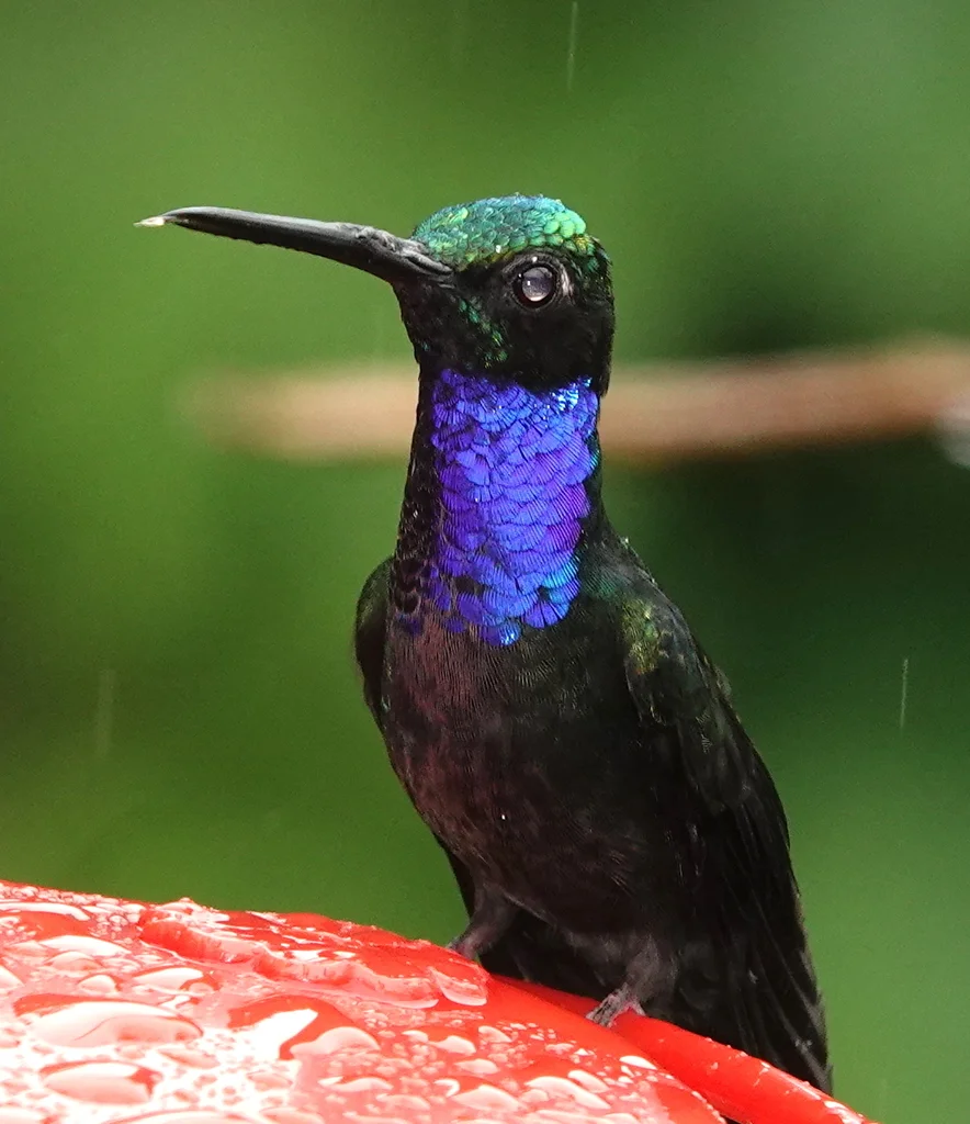 那波刀翅蜂鸟（Campylopterus villaviscensio）