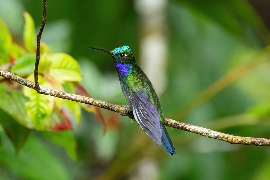 那波刀翅蜂鸟（Campylopterus villaviscensio）