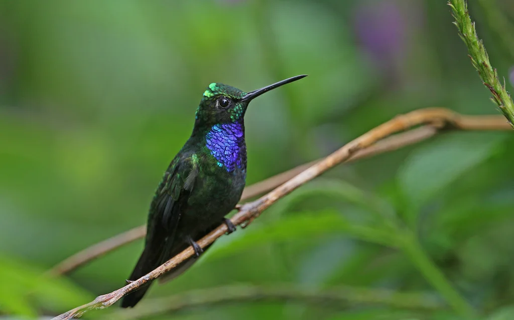 那波刀翅蜂鸟（Campylopterus villaviscensio）