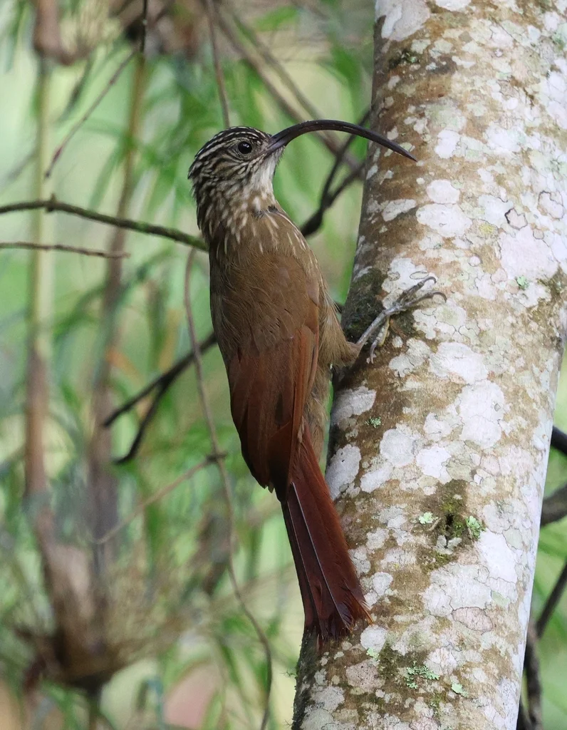 黑嘴镰嘴䴕雀(Campylorhamphus falcularius)