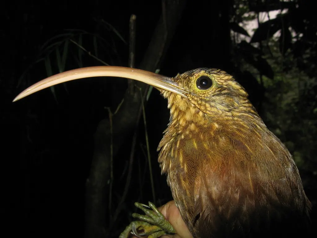 褐嘴镰嘴䴕雀(Campylorhamphus pusillus)