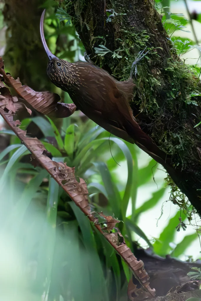 褐嘴镰嘴䴕雀(Campylorhamphus pusillus)