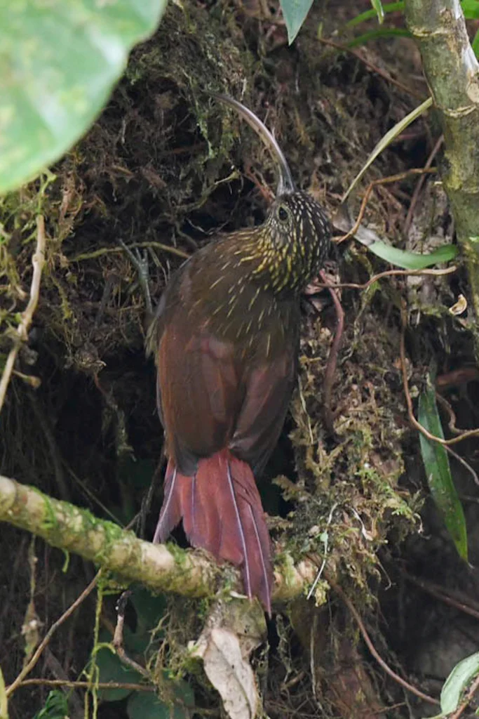 褐嘴镰嘴䴕雀(Campylorhamphus pusillus)