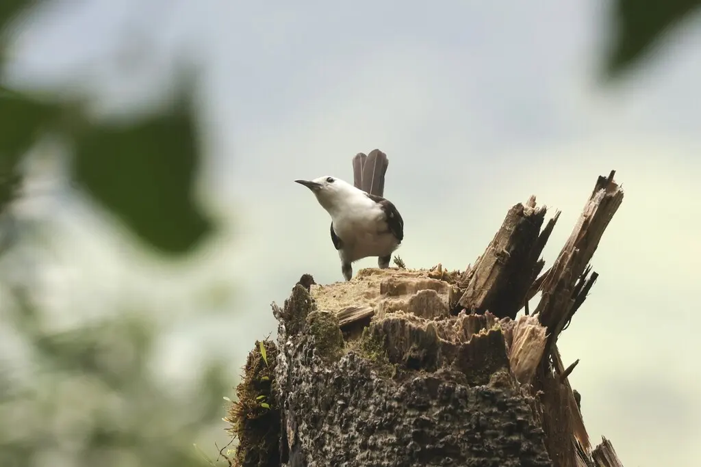 白头曲嘴鹪鹩(Campylorhynchus albobrunneus)