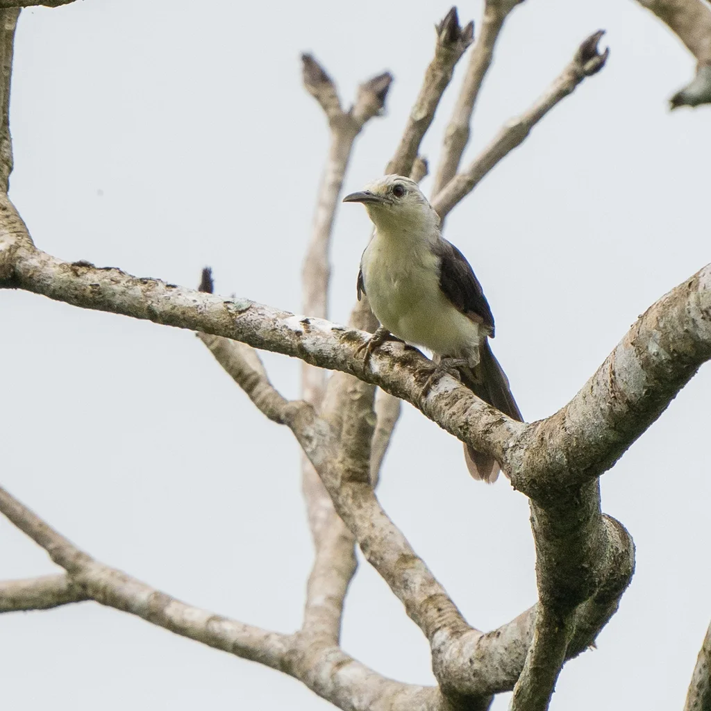 白头曲嘴鹪鹩(Campylorhynchus albobrunneus)
