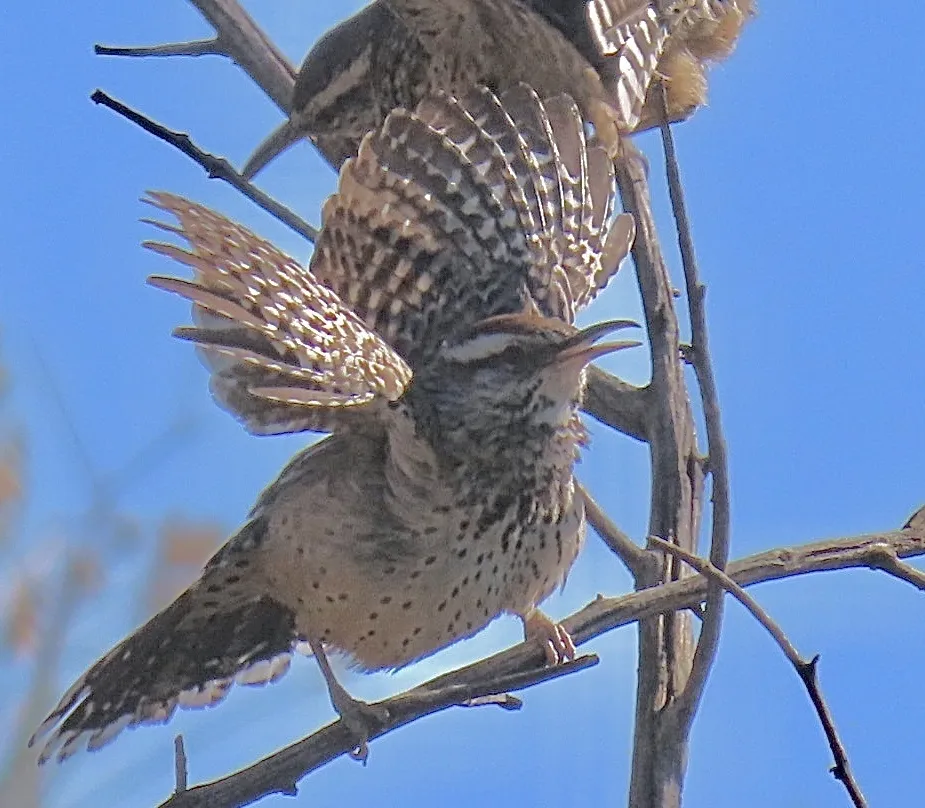 棕曲嘴鹪鹩（Campylorhynchus brunneicapillus）