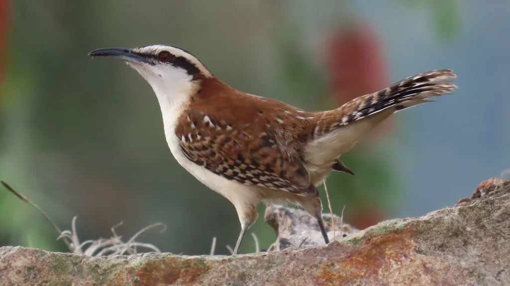 棕背曲嘴鹪鹩(Campylorhynchus capistratus)
