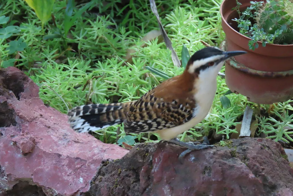 棕背曲嘴鹪鹩(Campylorhynchus capistratus)