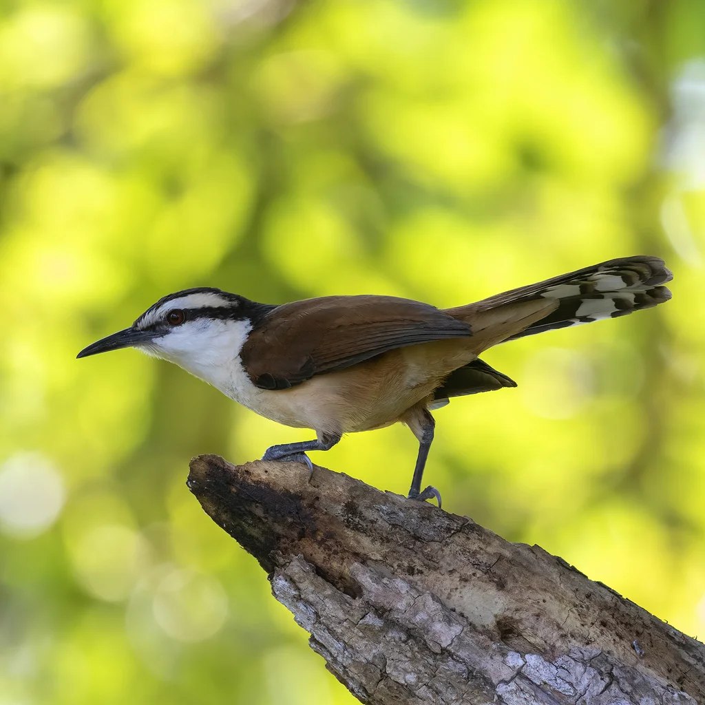 大曲嘴鹪鹩(Campylorhynchus chiapensis)