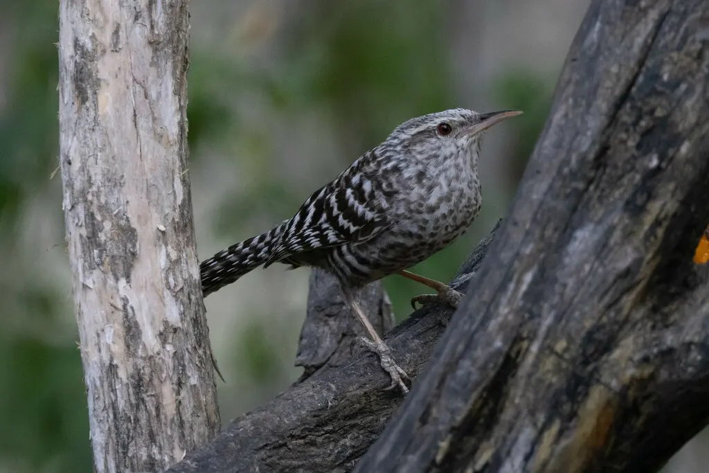 横斑曲嘴鹪鹩（Campylorhynchus fasciatus）