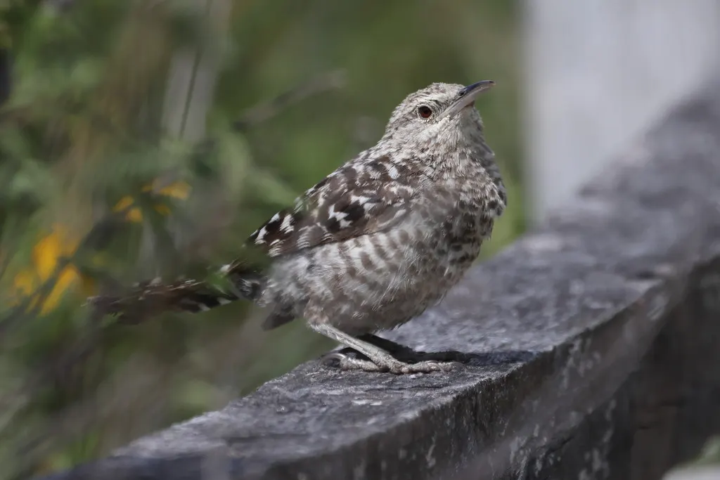 横斑曲嘴鹪鹩（Campylorhynchus fasciatus）